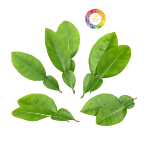 Dried Pomelo Leaves from Vietnam Wholesale Citrus Leaf Product for Tea and Aroma Use - Product Image 2