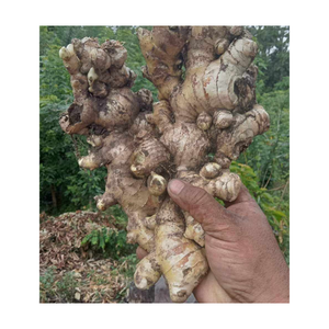 ขิงสดที่เก็บเกี่ยวมีรสชาติฉุนผิวสดใสและขนาดที่เหมือนกันเป็นตัวเลือกที่ดีที่สุดสำหรับการทำอาหาร - Product Image 5