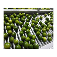 Export Standaard Verse Limoen/Citroenzaad/Vietnam Citrus 100% Natuurlijk Met Premium Kwaliteit En Zure Smaak