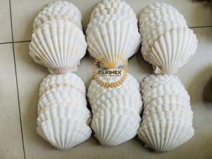 Mezcla de Conchas Marinas Costeras para Decoración Elegante de Fiestas en la Playa y Adorno para el Hogar con Temática Oceánica - Product Image 6