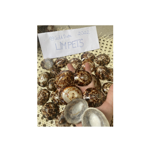 Artesanía de temática costera con concha de Lapa por el exportador de Vietnam 99 Datos de oro para arte y uso interior - Product Image 5