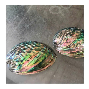 Nácar Natural de Alta Calidad, Pulido/Sin Pulir, Concha de Paua, Hermosa Concha de Abulón Blanca y Verde, Concha Marina para Manualidades - Product Image 6