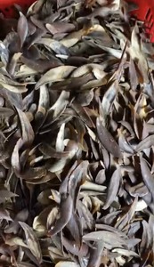 VENTE CHAUDE Murex Sea Shell Operculum Polished Craft Shells Parfait pour la décoration de parfums Art Craft et Export Vietnam - Product Image 6