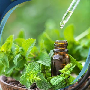 Mentha Spicata leaf <b>Oil</b> steam distillated for skincare and haircare for Bulk Packaging Available in 25kgs and 180kgs - Product Image 2