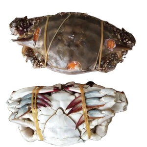 Delicioso Cangrejo Entero Fresco y Saludable, Congelado con Huevas, Paquete a Granel de 5 kg - Product Image 1