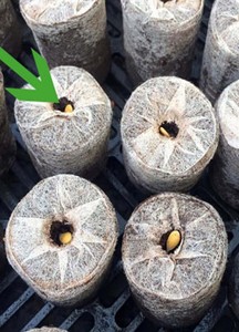 Vietnam Coco Peat Pellet Coir <b>Disc</b> Peat for Planting/ Cocopeat Pellets/Coir Jiffy 99 <b>Gold</b> Data - Product Image 2