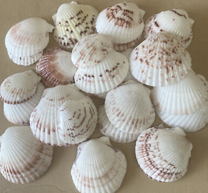 Scallop Shell disponible a granel para uso en hoteles de lujo Diseño de banquetes y proyectos de revestimiento visual - Product Image 4