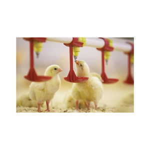 Sistema automático de alimentación y línea para beber Buen precio Nuevo diseño para equipos avícolas de Vietnam Fabricante - Product Image 2