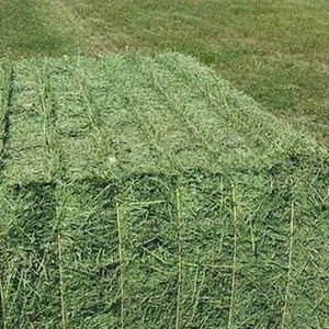 Nouveau 2024 pas cher prix luzerne foin alimentation chevaux bovins luzerne qualité alimentaire pour l'alimentation des animaux par AL SADIQ ENTERPRISES - Product Image 2