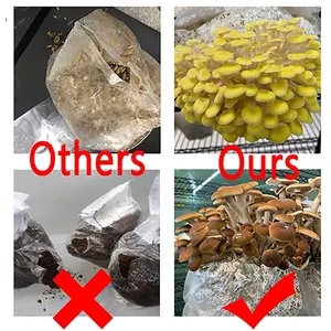 JIJID tas jamur Spawn jamur tumbuh tas substrat suhu tinggi pra segel tas jamur Gusseted