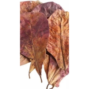 TERMINALIA CATAPPA FEUILLES/BOOST IMMUNITAIRE POUR LES POISSONS/SOINS DE L'EAU NATURELLE/BIEN-ÊTRE AQUATIQUE - Product Image 5