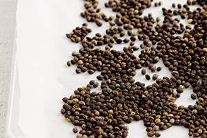 GRAINES DE PAPAYE SAUVAGE/BOOST IMMUNITAIRE/ÉTIQUETTE PROPRE/HAUTE QUALITÉ - Product Image 6