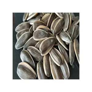 Naturale crudo nero di grandi dimensioni semi di girasole 601 semi di girasole chicchi di prezzo all'ingrosso