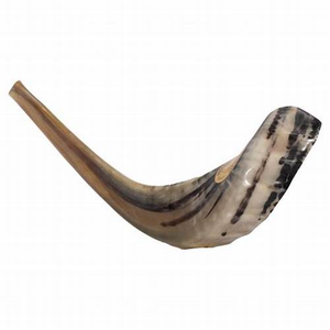 Shofar en corne de bélier polie naturelle, casher, décoratif, style nautique, écologique, taille personnalisée, décoration d'intérieur - Product Image 2