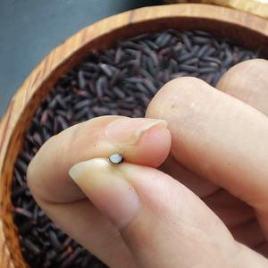 Rise Riso Arroz Riz Negro Glutinoso Púrpura y Marrón de RIZ NOIR Alta Calidad de VILACONIC VENTA AL POR MAYOR/ANNA DO VILA - Product Image 6