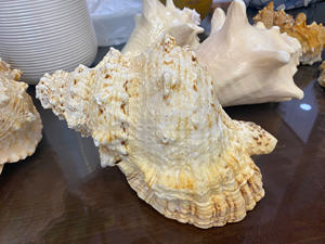 เปลือกหอยวัสดุจากมหาสมุทรเวียดนามเหมาะสำหรับงานหัตถกรรมที่สร้างสรรค์การตกแต่งของที่ระลึกและการใช้เครื่องประดับ - Product Image 2