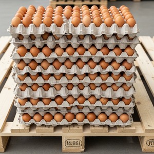 ไข่ไก่สดเปลือกหอยสีน้ำตาลและสีขาวมีความปลอดภัยสำหรับการส่งออก - Product Image 1