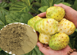 POLVO NONI SECO DE GRADO SUPERIOR/INGREDIENTE PREMIUM DE BIENESTAR/IDEAL para PEDIDOS GRANDES/HECHO en VIETNAM - Product Image 4