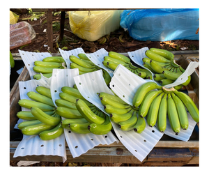 Plátano fresco de Vietnam Premium Cavendish Fruta tropical Exportación a granel Mejores tarifas Entrega rápida Pedidos de gran volumen de alta calidad - Product Image 1