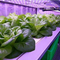 Solution de ferme hydroponique automatisée en conteneurs pour projets d'agriculture intérieure, agriculteurs commerciaux et investisseurs agricoles