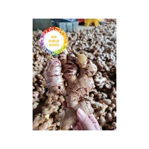 RAÍZ DE JENGIBRE FRESCA NATURAL CALIDAD ORGÁNICA DE VIETNAM IDEAL PARA COCINAR TÉ Y SABONAR ALIMENTOS EXPORTAR LISTO - Product Image 6