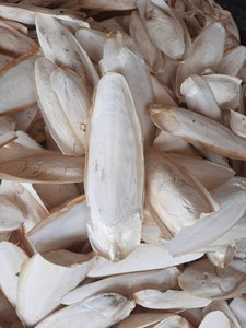 100% os de seiche séchés au Vietnam naturel os de seiche blanc pur avec une qualité d'exportation et un approvisionnement fiable - Product Image 6