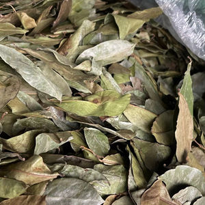 Feuilles de corossol séchées Matériel de thé à base de plantes tropicales Graviola Leaf cultivé naturellement au Vietnam - Product Image 1