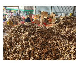 Gingembre frais du Vietnam de qualité export - Racine de gingembre propre et traitée pour la transformation des épices et la cuisine industrielle - Product Image 5
