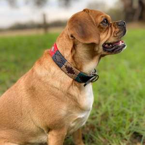 Collier de chien en cuir de luxe Divine International avec broderie Polo Style classique personnalisable et durable - Product Image 3