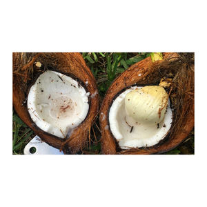 Prix bon marché noix de coco fraîche mature semi décortiquée - Product Image 4