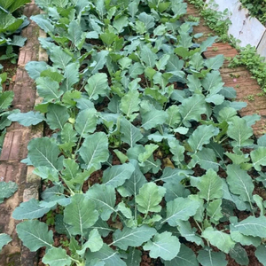 Fertilizante orgánico biocompuesto para suelo agrícola y enriquecimiento Precio barato de fábrica - Product Image 1