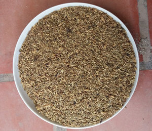 Venta al por mayor de brotes de flores de SOPHORA JAPONICA secos, té de hierbas HUAI HUA MI, productos naturales para la salud, suministro de Vietnam - Product Image 4