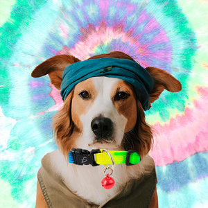 Collare per Animali Domestici Regolabile di Lusso, Guinzaglio in Silicone e Nylon Personalizzato con Colore Sfumato, Stile Moderno ed Elegante con Stampa di Cartoni Animati - Product Image 1