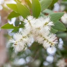 Aceite Esencial Cajeput Aromaterapia de Grado Terapéutico Fraccionado Orgánico Natural Puro 100% de Fábrica de Fabricante de India - Product Image 6