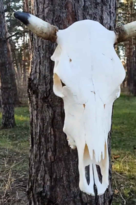 Art Deco Style Faux Ox <b>Skull</b> Resin Animal Painting with Tribal Carving and Horns Bone Look Features by tradebit - Product Image 6