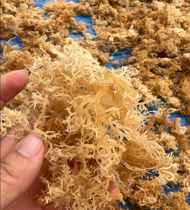 Dried Seaweed Eucheuma Cottonii <b>Irish</b> <b>Moss</b> / Seamoss Lowest Moistures From Vietnam Golden <b>Moss</b> Delicious Flavore Premium Grade - Product Image 1