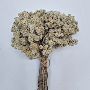 Fleur séchée d'Edelweiss - Fleurs séchées de qualité supérieure pour la décoration - Product Image 1