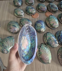 Concha de abulón de Vietnam, venta al por mayor, concha de abulón pulida brillante para creaciones de joyería, decoración del océano y proyectos artesanales - Product Image 4
