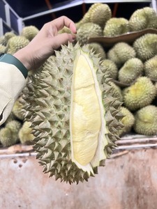 ทุเรียนริ6/มุนทอง เวียดนาม คุณภาพพรีเมียม สดใหม่ทั้งลูก ออร์แกนิค - Product Image 6