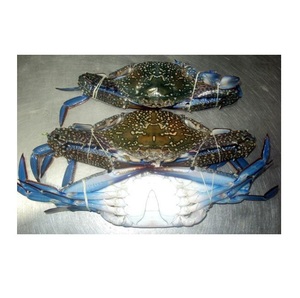 ปูทะเลแช่แข็งสดสำหรับส่งออกอาหารทะเล - Product Image 2