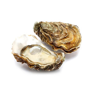 หอยนางรมคากิจากฟาร์มที่ผลิตจากโรงงาน พร้อมเปลือก มีจำหน่ายสำหรับการสั่งซื้อจำนวนมากในระยะยาว - Product Image 6