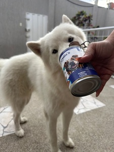 Cibo Umido per Animali Domestici - Product Image 3