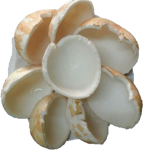 Carne de coco congelada Premium de Vietnam / IQF, alta calidad/dulce natural y saludable/para batidos y postres - Product Image 6