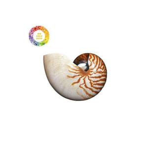 Shell Display Craft Nautilus Shell de 99 Gold Data Vietnam pour les collections d'art balnéaire et d'intérieur - Product Image 4