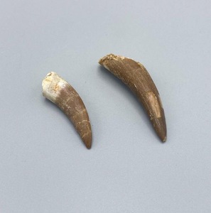 Dientes de Plesiosaurio Fósiles Naturales de Marruecos, Fósiles 100% Naturales y Reales para Coleccionistas y Tiendas de Paleontología - Product Image 1