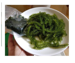 La uva Marina deshidratada seleccionada de Vietnam deshidrata las uvas marinas secas finas con una apariencia atractiva para compradores globales - Product Image 6