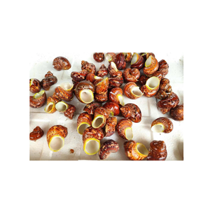 Conchas de Vieira de colores para ajustes de mesa de restaurante Decoración de fiesta náutica y materiales de artesanía concha de Caracol de Vietnam - Product Image 6