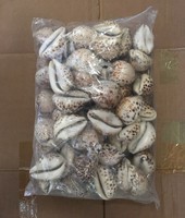 Coquillages de cauris de qualité supérieure à vendre en gros - Fournisseur en gros