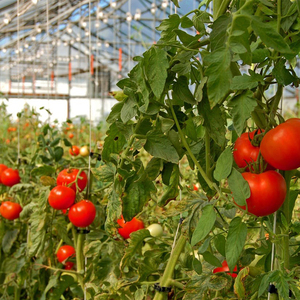 La serre Offre Spéciale la moins chère Serre verte pour tomates Serre agricole/commerciale en verre - Product Image 6