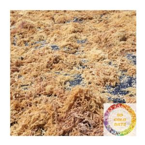 Algues marines séchées naturelles du Vietnam, algues marines organiques Eucheuma Cottonii pour l'alimentation et les produits de beauté - Product Image 3